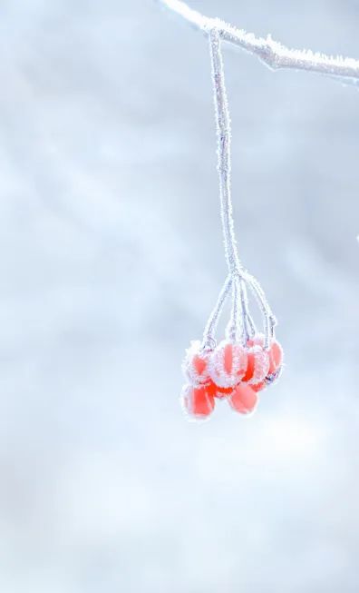 冬至養(yǎng)生,補(bǔ)對一天,體順一年! 冬至養(yǎng)生,補(bǔ)對一天,體順一年!