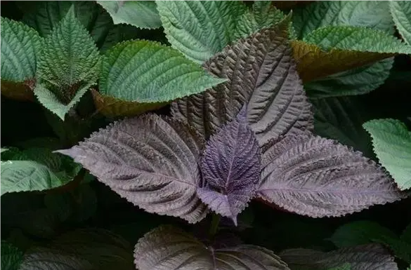 QQ20240912-093054.png QQ20240912-093054.png